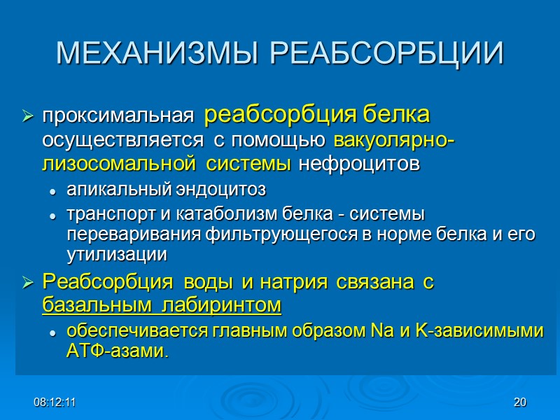 МЕХАНИЗМЫ РЕАБСОРБЦИИ проксимальная реабсорбция белка осуществляется с помощью вакуолярно-лизосомальной системы нефроцитов  апикальный эндоцитоз